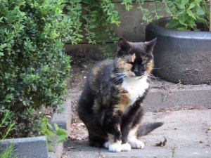 SAMSUNG CAMERA PICTURES