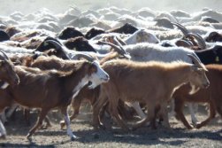 SAMSUNG CAMERA PICTURES